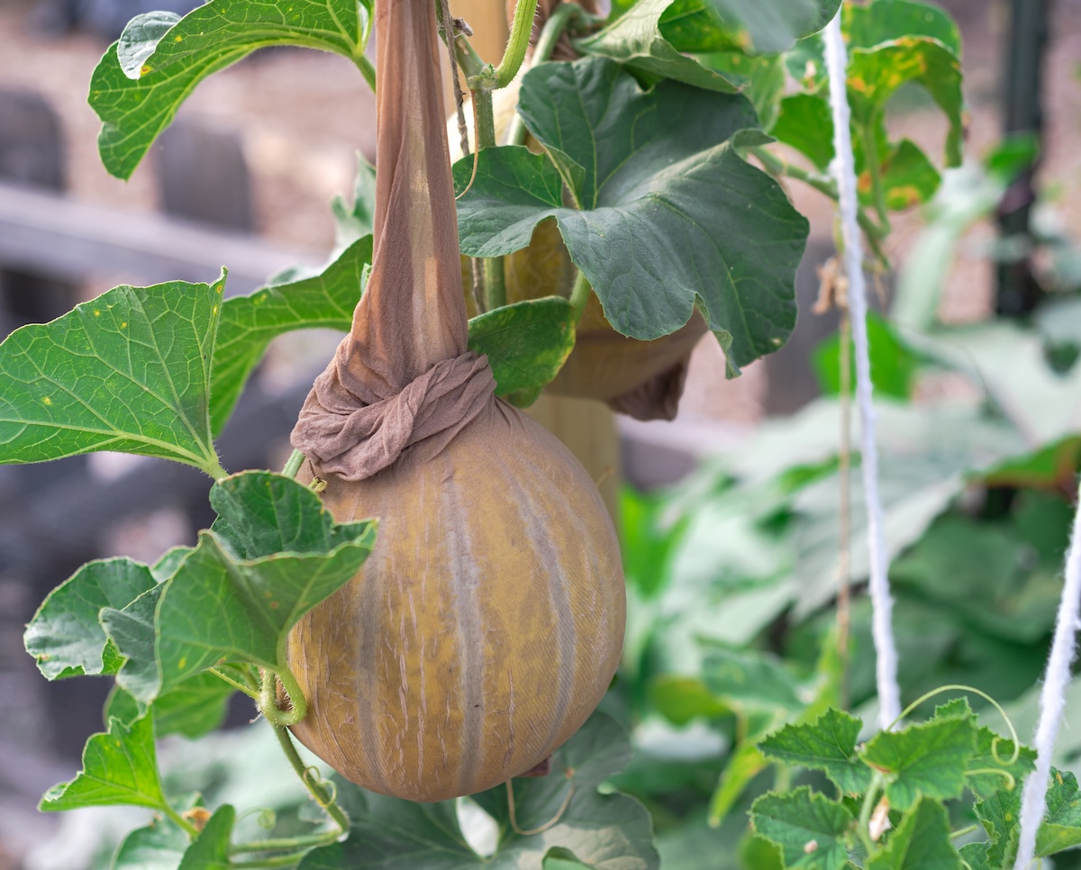 A big and heavy honeydew melon being supported on pantyhose as a sling trellising. 