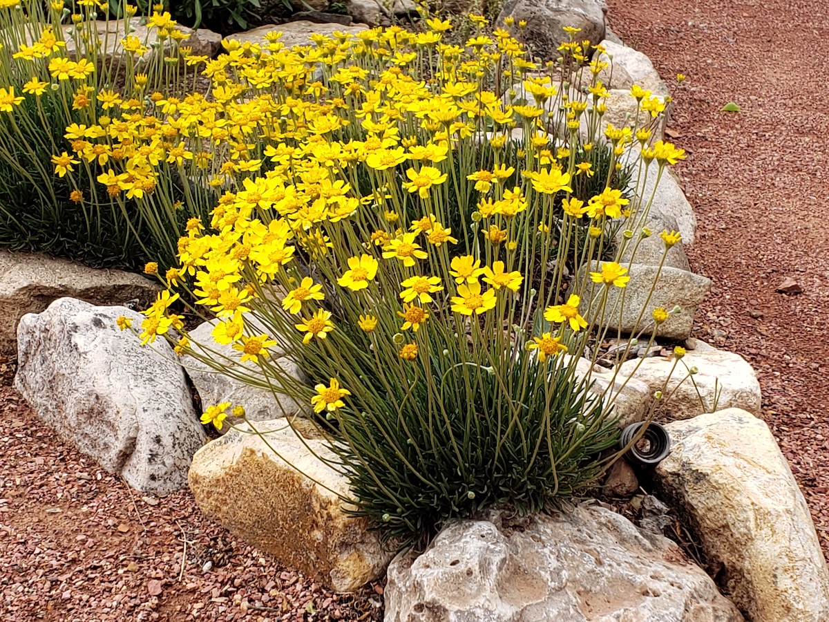 A patch of yellow flowers neatly rests between several large boulders. 