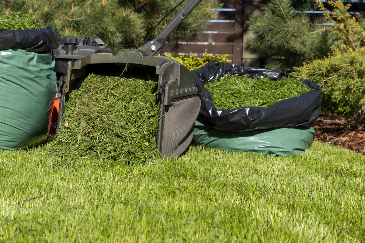 Lawnmower on a sunny freshly mown lawn and full bag of freshly cut grass.