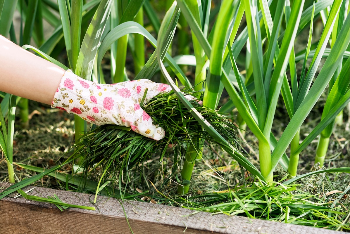 Gardener is laying cut grass as mulch on a raised bed full of garlic.