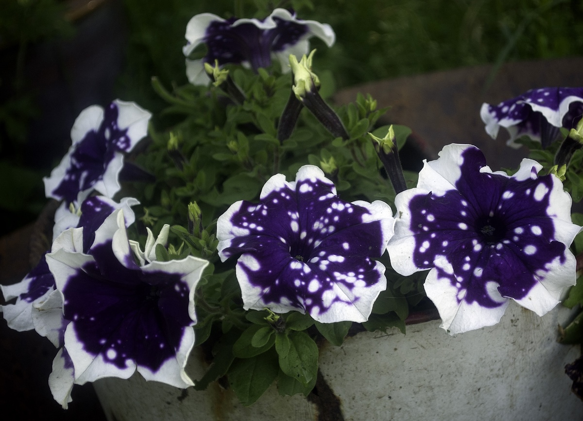 Petunias in an old metal container that has been recycled into a garden planter.