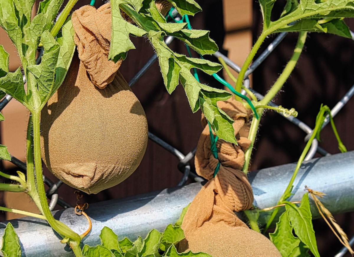 Immature watermelons being supported on a fence in stockings.