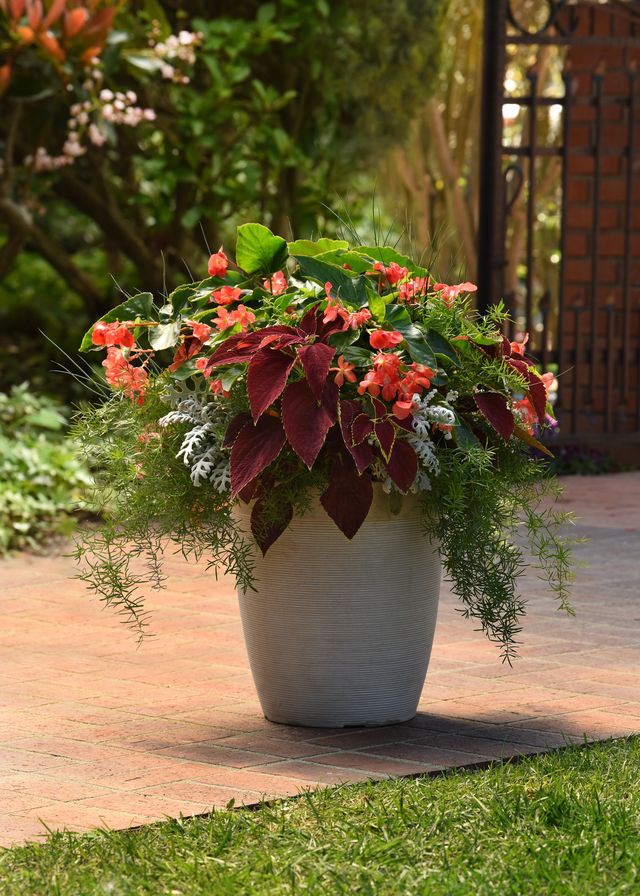Container garden in modern pot with Begonia Dragon Wing, Coleus, and Asparagus Fern