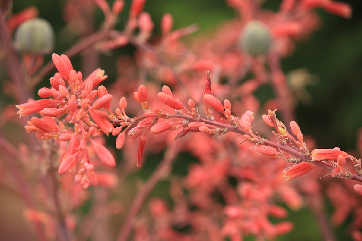 Bright Red Yucca flowers blooming from a branch. 
