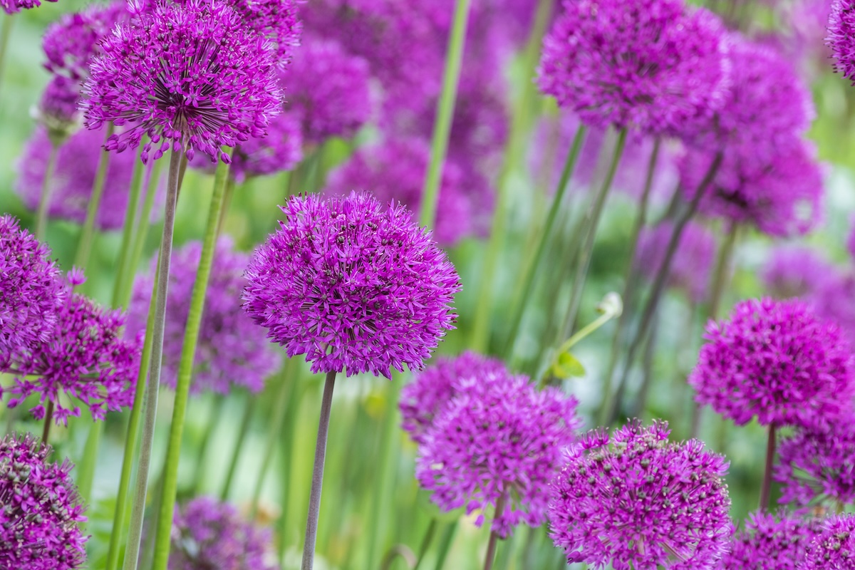 A large patch of Round n' Purple Allium blooms. 