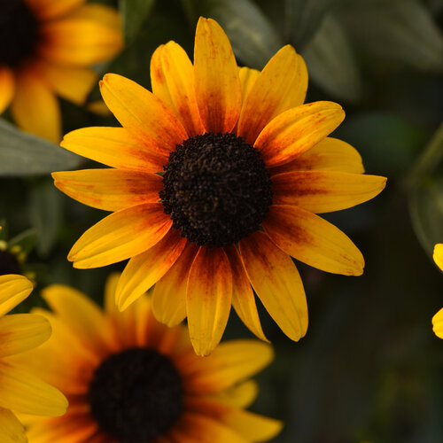 'Suntacular' Black-Eyed Susan Rudbeckia hybrid