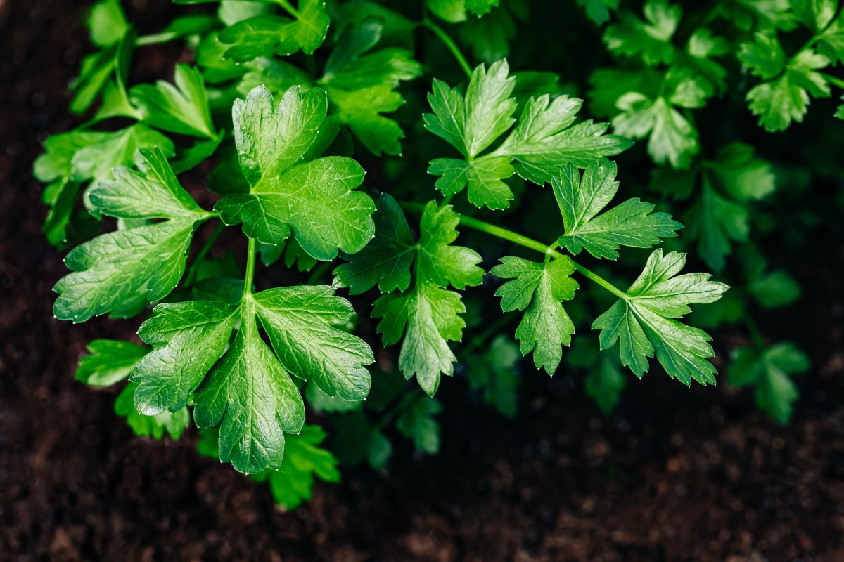 Parsley growing in the garden.