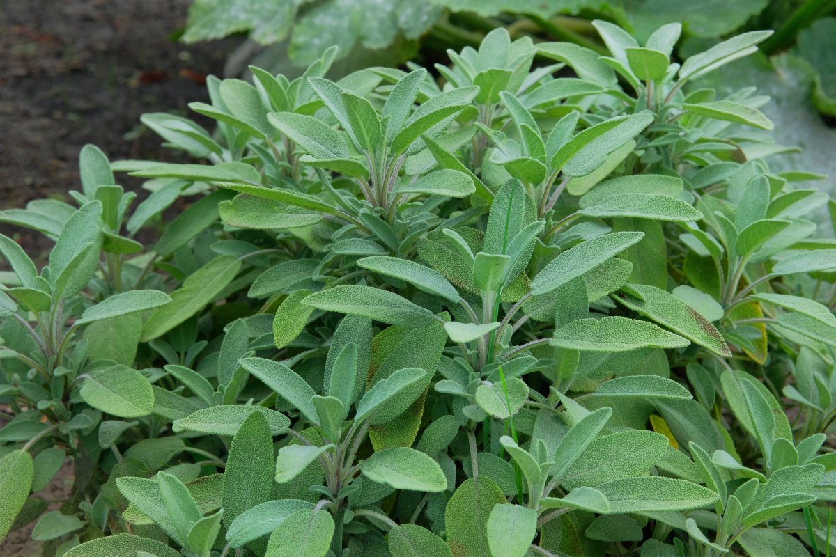 Green sage growing in a vegetable garden.