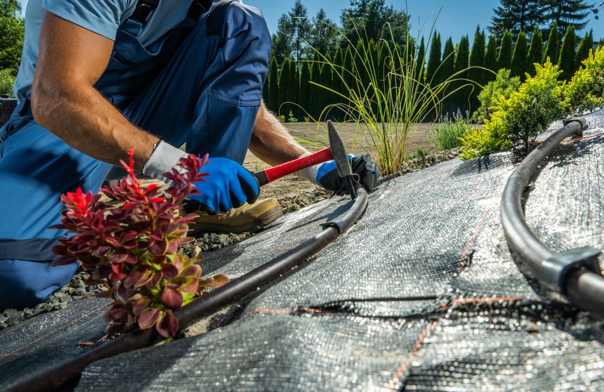 Man installing drip irrigation in garden.