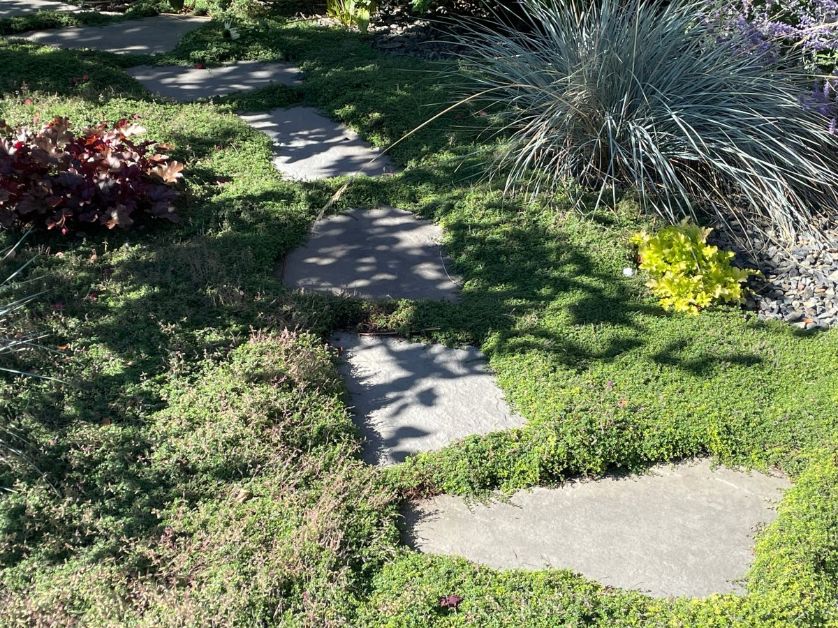 Stepping stones set in the garden with creeping thyme used as a ground cover that gives the appearance of grass