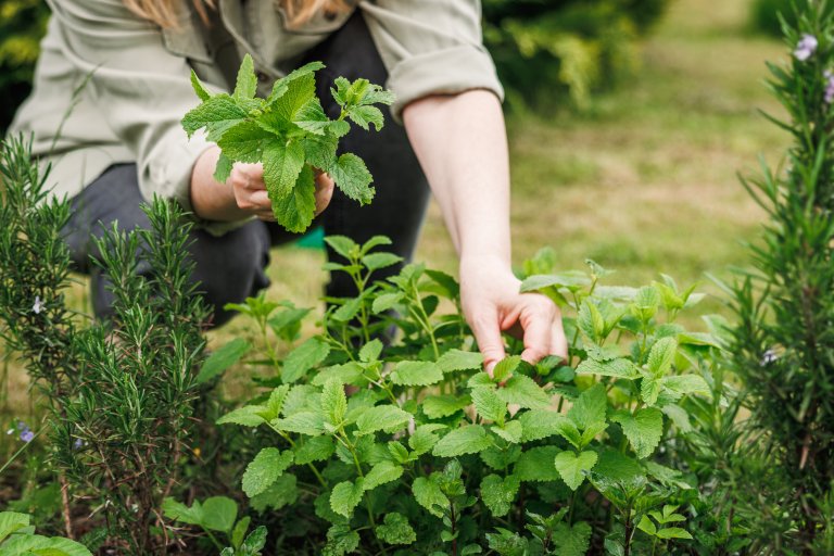 Woman picking lemon balm leaves from organic herb garden.