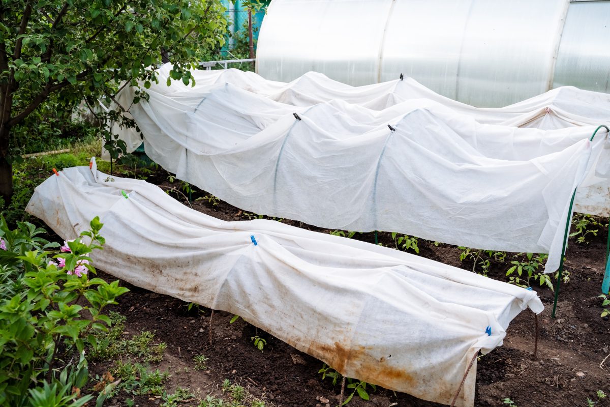 White tarps on top of plants in a garden.