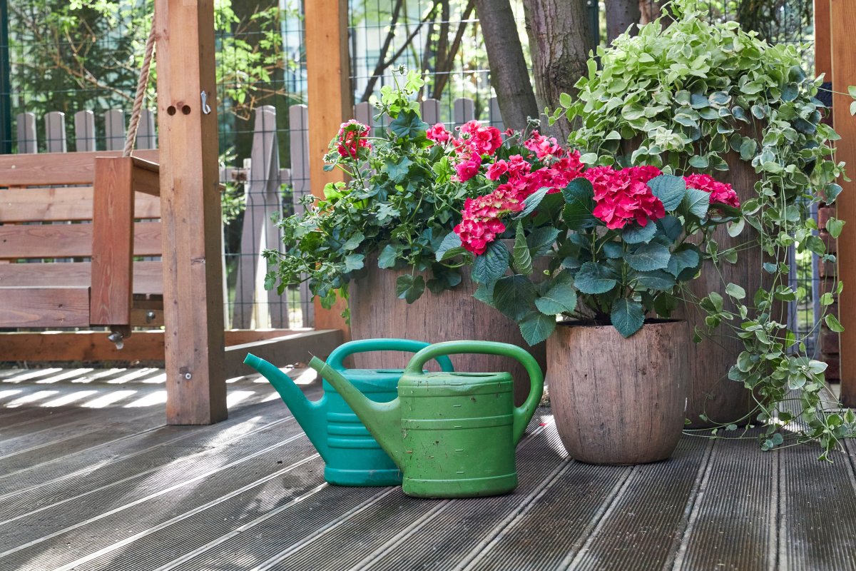 Green garden watering cans standing on the floor next to large planters with pink flowers in a summer gazebo in the garden