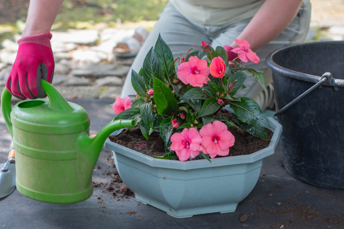 Person's gloved hand holding a green watering can, adding water to a container with freshly potted pink impatiens flowers and soil