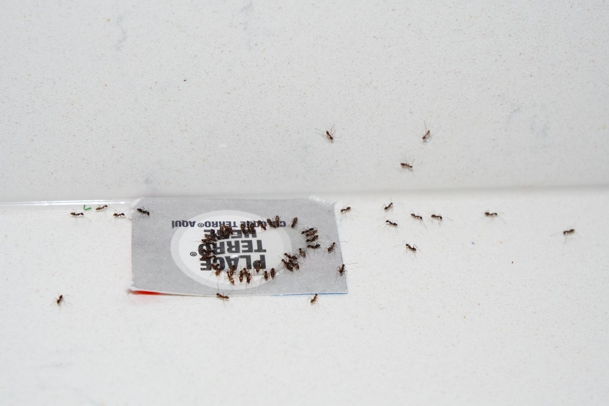 Ant bait effectively attracting many ants in a house.