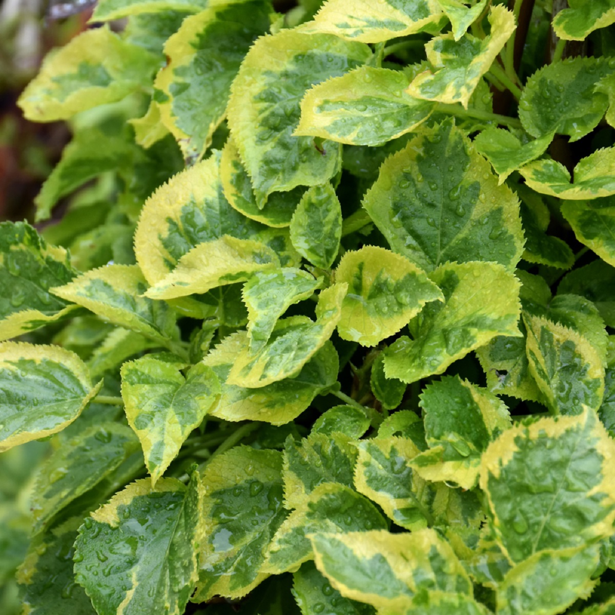 Post image 12