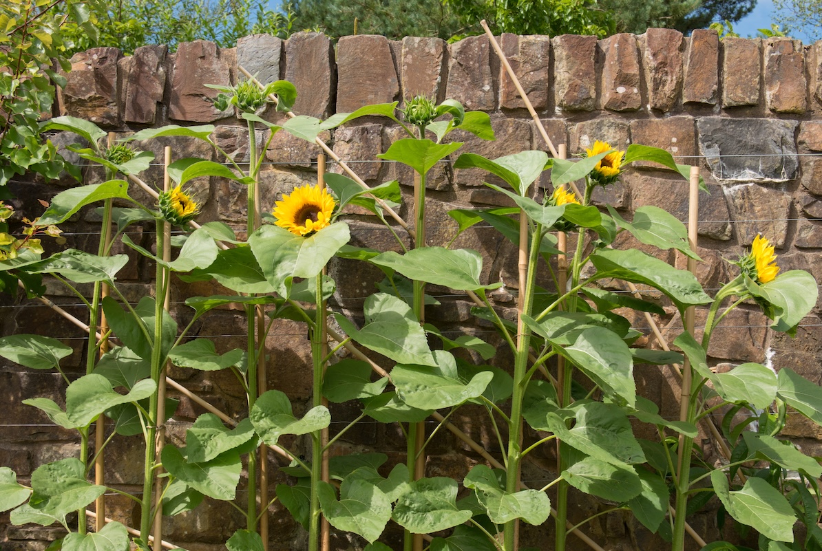 Sunflowers 'Full Sun' (Helianthus) supported by netting and bamboo stakes, growing against a stone wall.