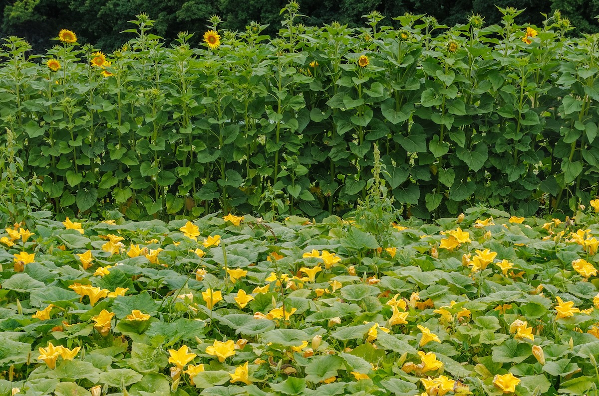 Vibrant squash blossoms bloom across a lush field, bordered by tall sunflowers and dense forest in the background.