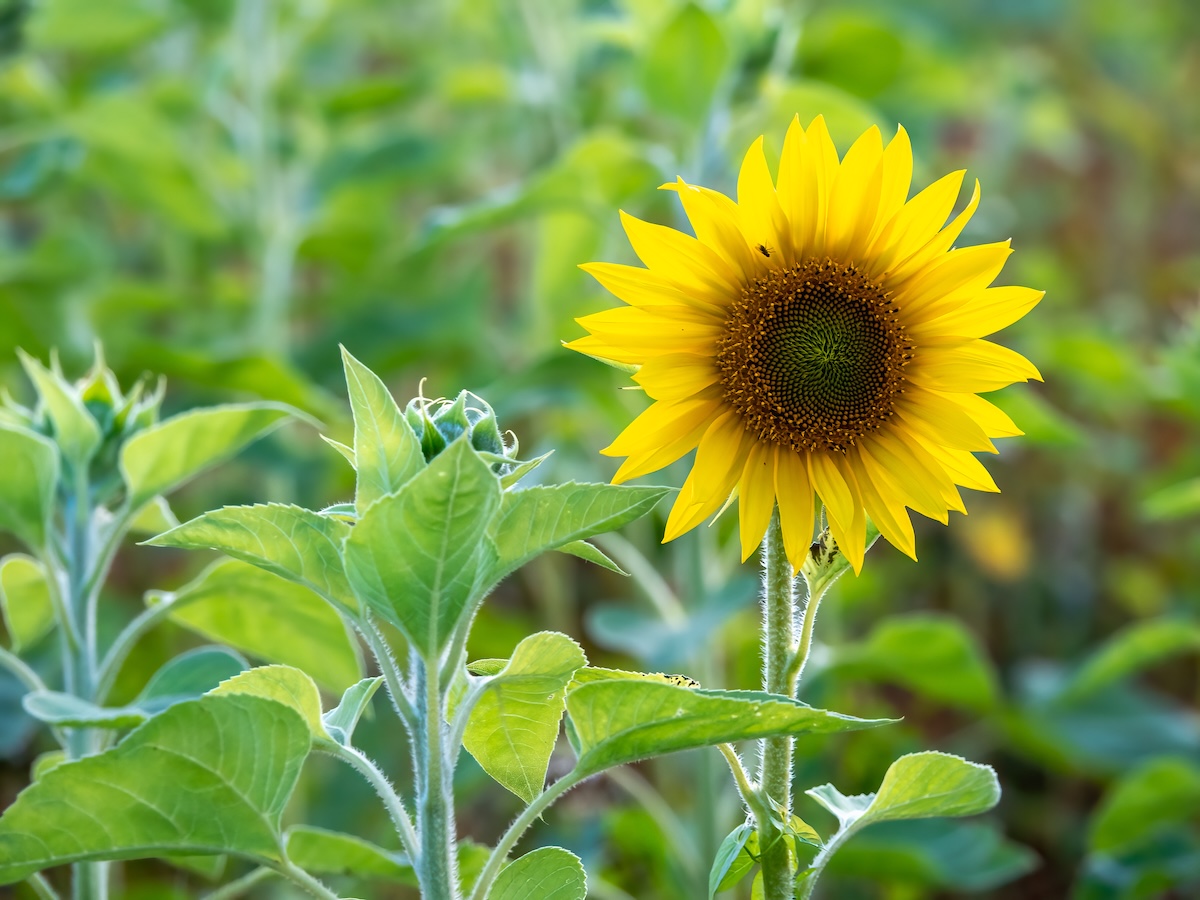 A large Titan Sunflower grows in a patch of plants. 
