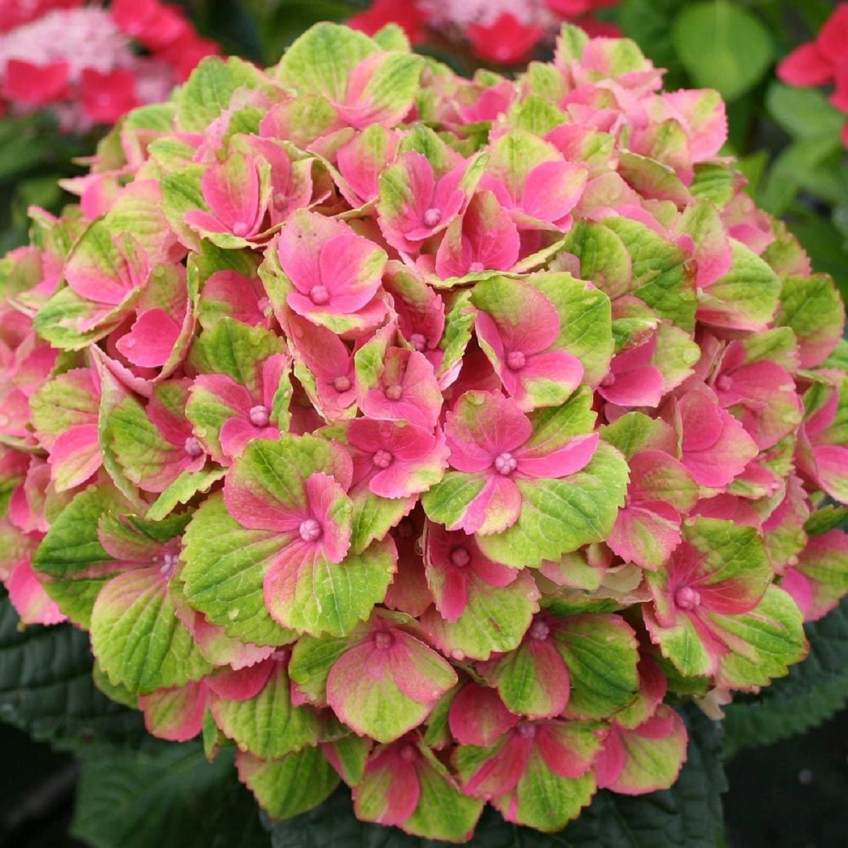 Post image 5
