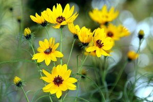 Sunflower with two inch flowers and fine willow-like foliage.