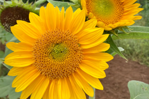 Large sunflower with bright green disk in the center.