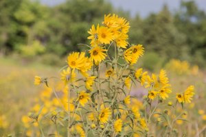 Native sunflowers with thin, long stalks.