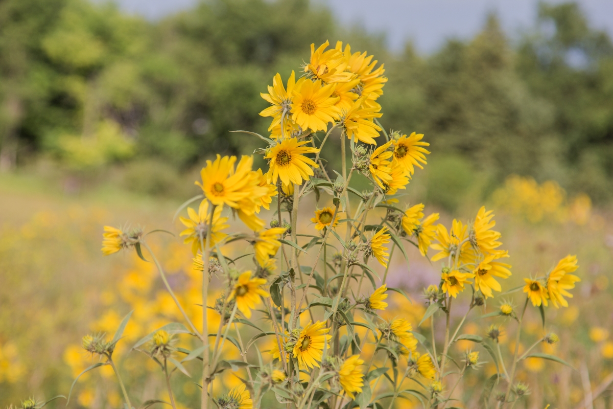 Native sunflowers with thin, long stalks.