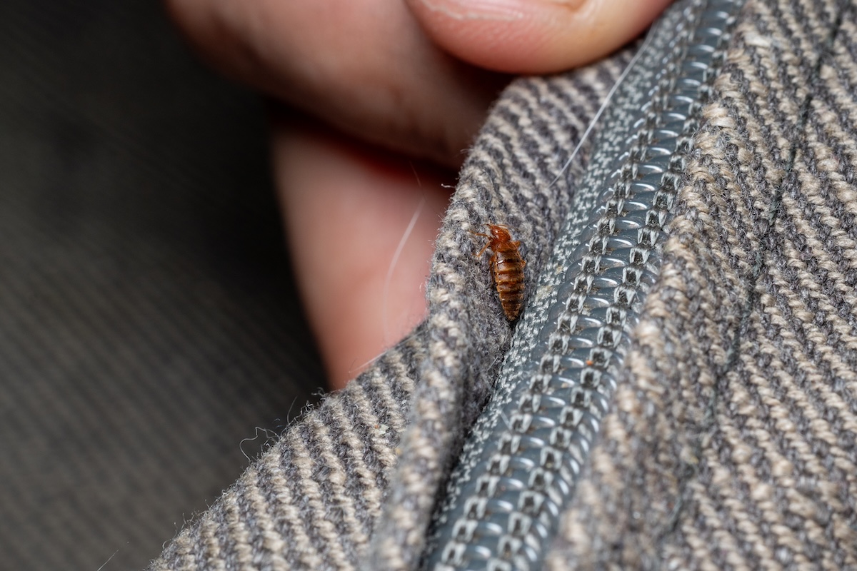 A hand pulling back furniture cushion to show bed bug hiding in the seam.