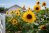 Sunflower garden under bright summer sunlight.