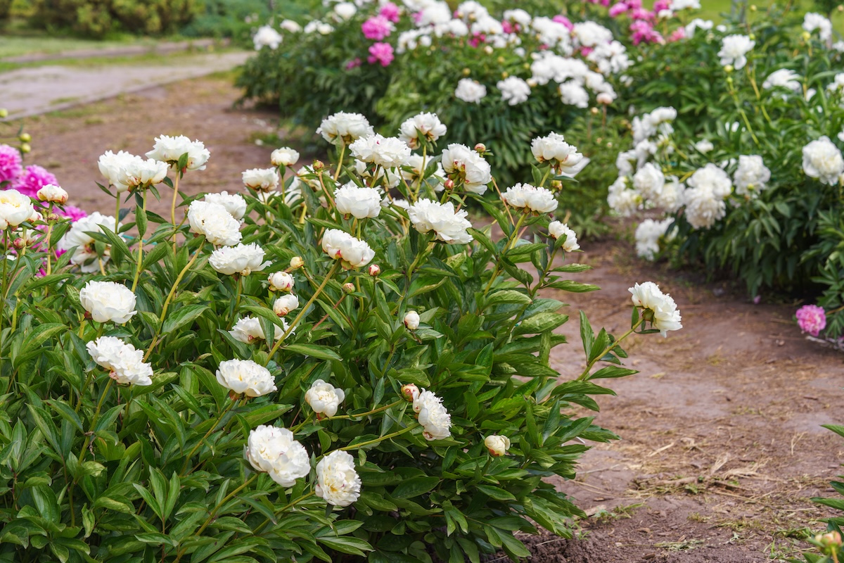 Peony bushes in a front lawn.