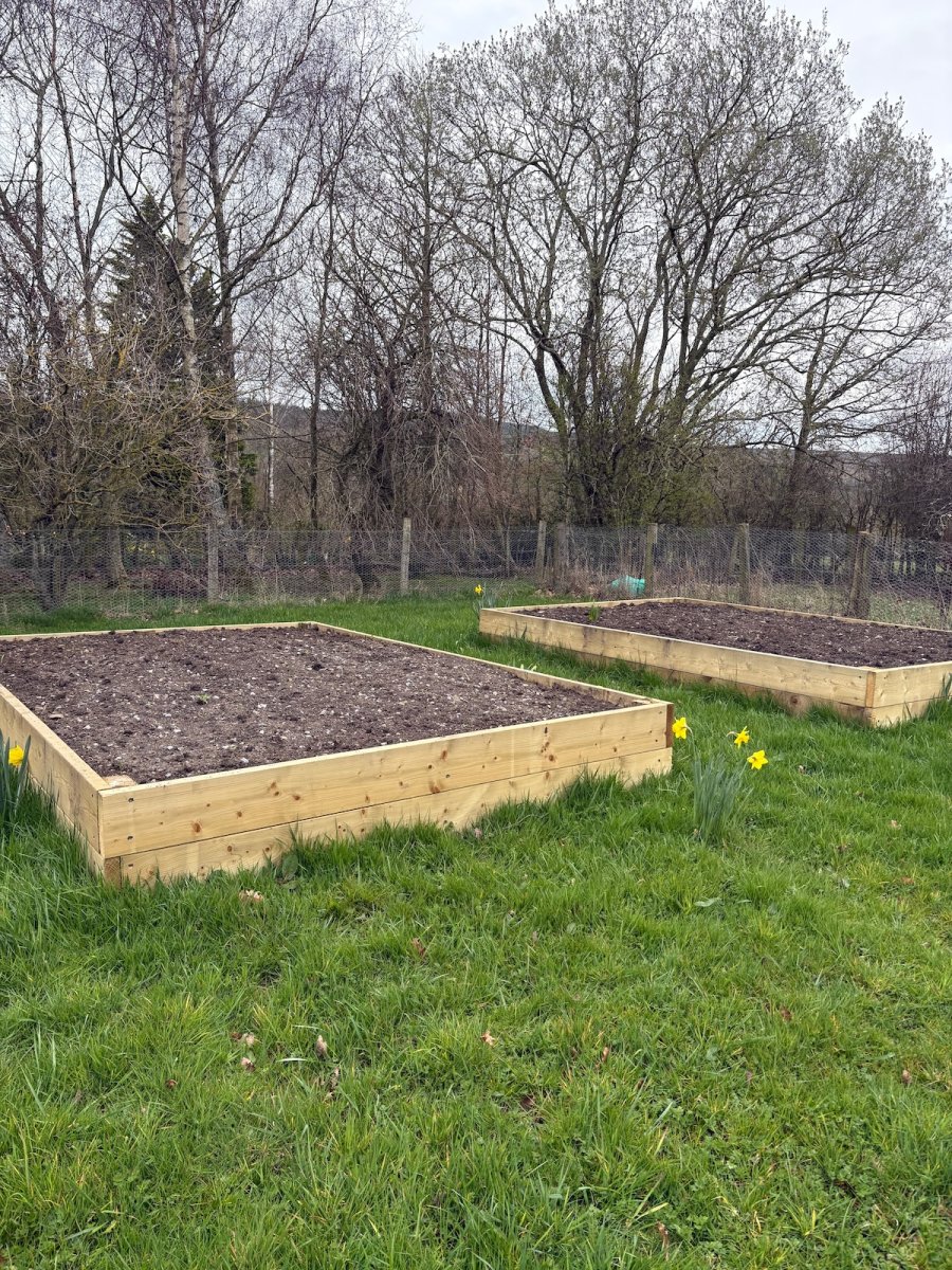 Two raised bed gardens in a yard.