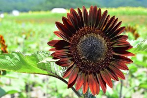 Sunflower with petals that have a deep burgundy matte finish around a dark chocolate center