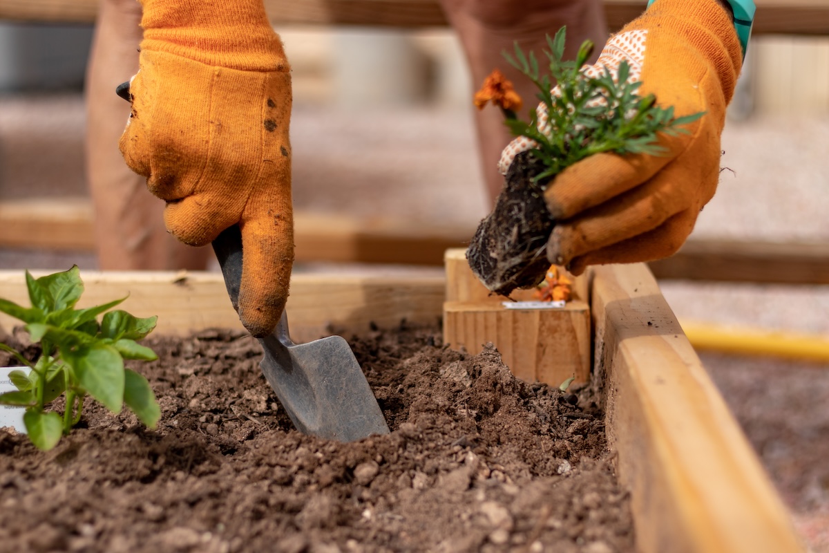 A gardener planting vegetables and flowers in a raised bed.