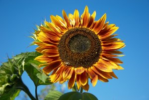 A large sunflower with deep red petals at the center, and changes to sunny yellow at the tips.