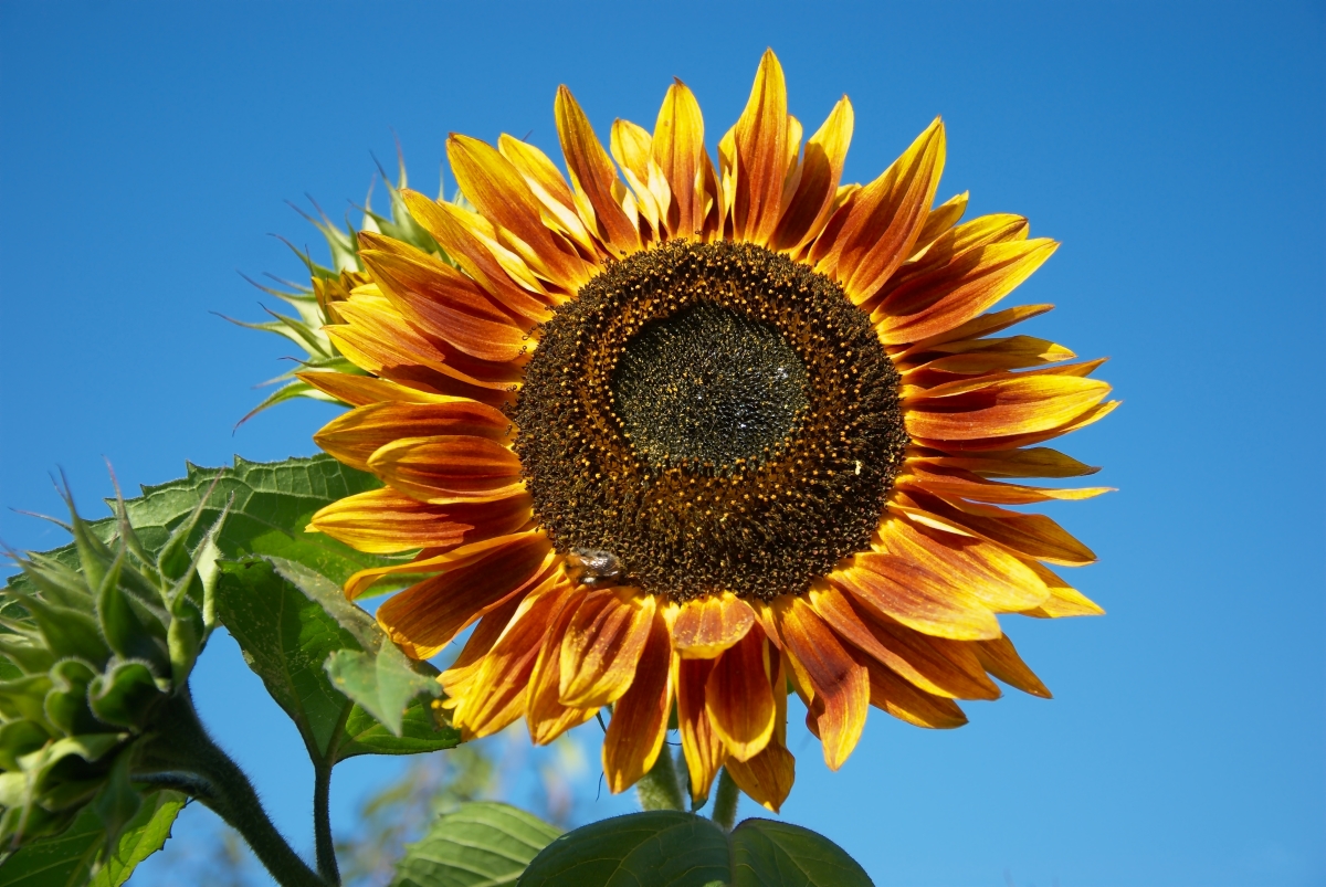 A large sunflower with deep red petals at the center, and changes to sunny yellow at the tips.