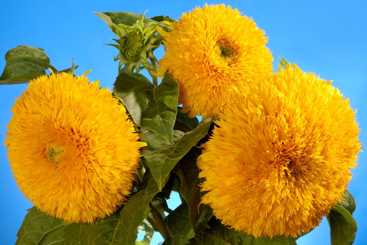 Giant sungold flowers.