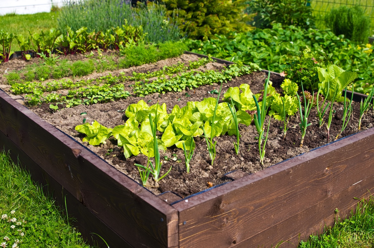 A raised garden bed in a yard full of growing vegetable plants.