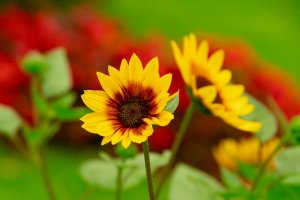 Firecracker sunflower with yellow, orange, or golden petals and a dark red or crimson coloring on petals near the black center of the flower.