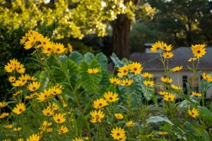 Eye-level view of a suburban garden landscape with swamp sunflowers.