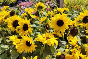 A large group of dwarf sunflowers in the garden.
