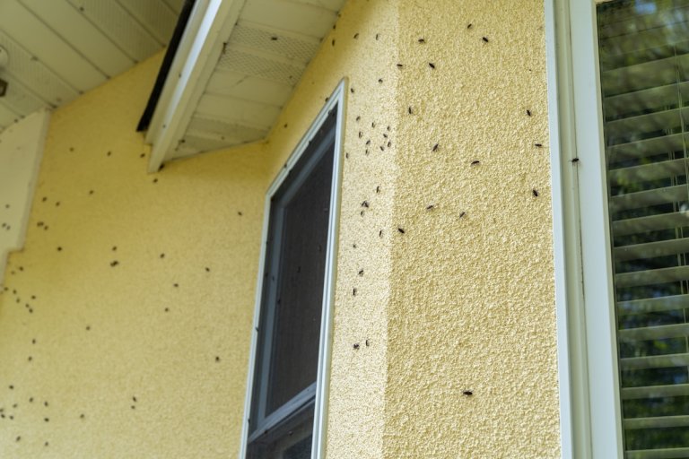 Swarm of bugs on a yellow house.
