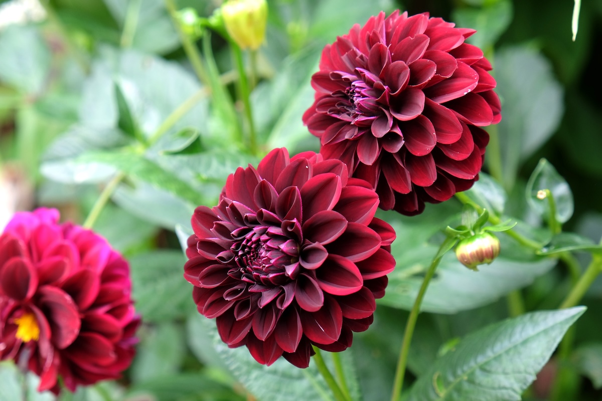 Red dahlia flowers.