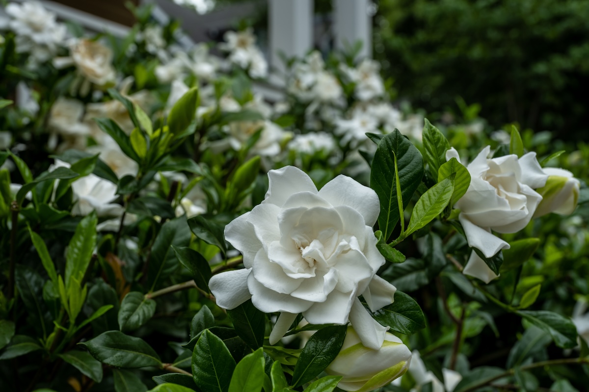 Gardenia bushes in front of a house.