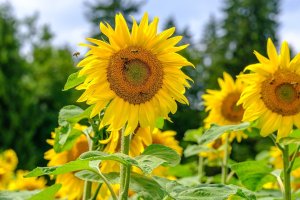Sunflower with a lot of bees flying around.