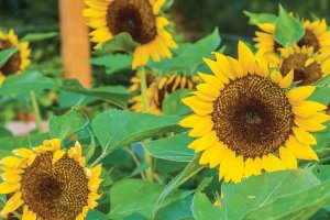 Sunflower with dark center and golden petals.