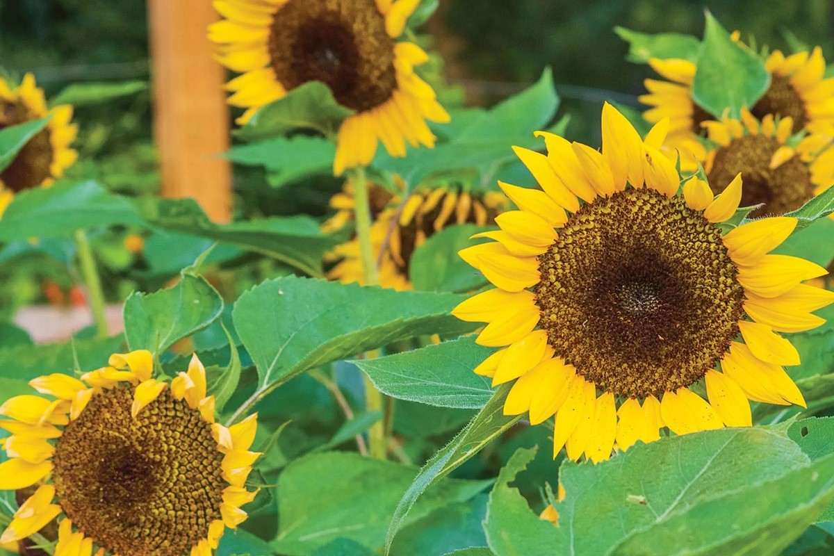 Sunflower with dark center and golden petals.