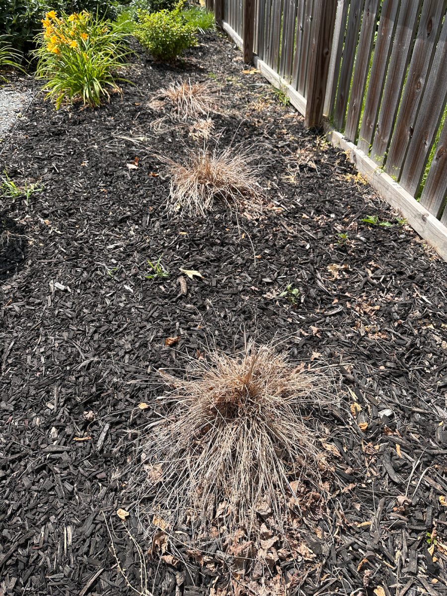 Dead grass plants in a flower bed after hiring professionals to make over backyard.
