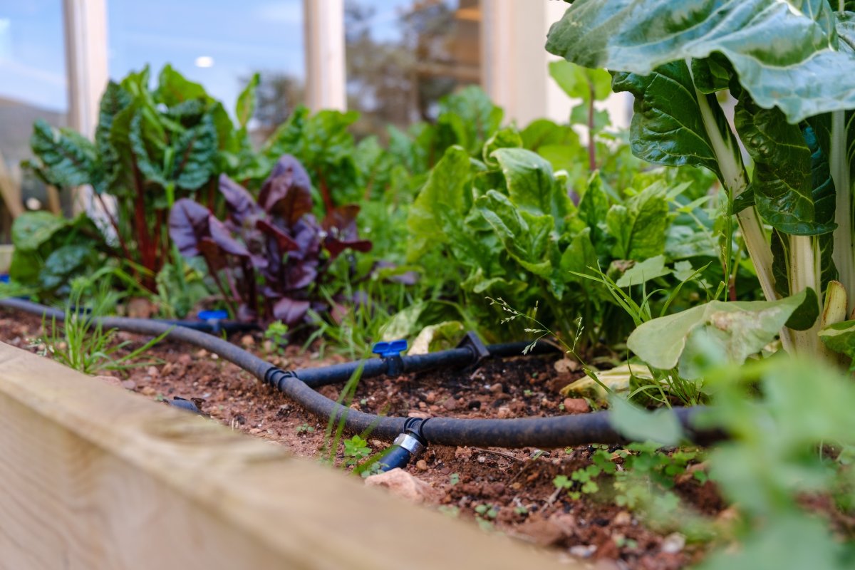 Drip Irrigation in a Backyard Garden