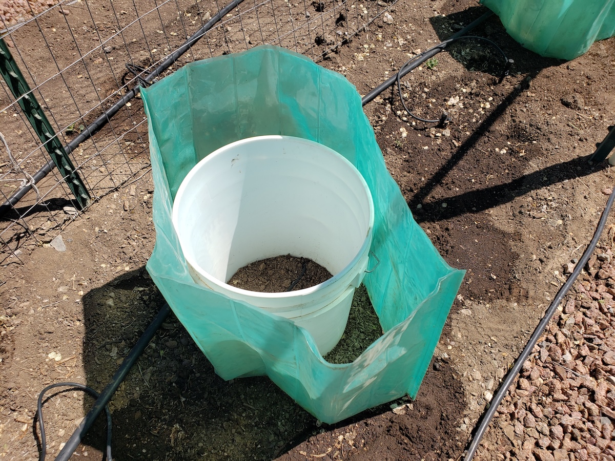 Using a bucket to fill walls of water plant protectors for small vegetable plants.